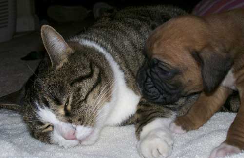Cat Nap