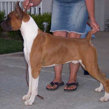 Boxer Breeder-Bernie available for stud 