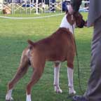 Boxer Breeder-Bernie available for stud 
