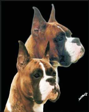 Fireside Boxers-California Boxer Breeder