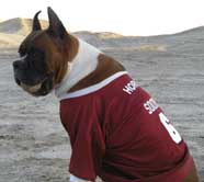 Baseball Fan