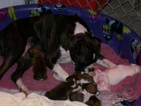 Boxer Puppies-California Boxer Breeder
