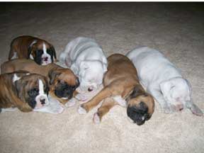 Boxer Puppies-California Boxer Breeder