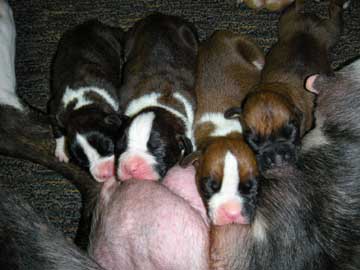 Daphne litter 1 wk