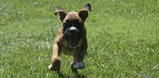 Flying Nunn
