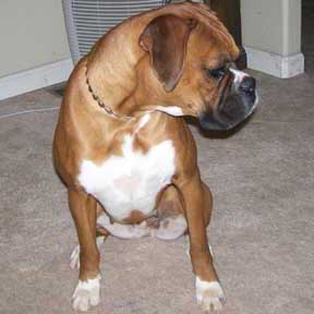 California Boxer Breeder-Nikki