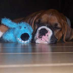 California Boxer Breeder-Nikki