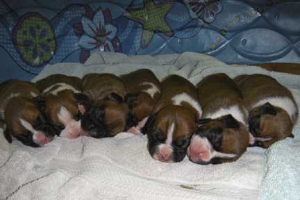 Nikki09-Day1 Litter