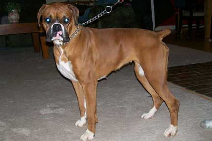 California Boxer Breeder-Nikki