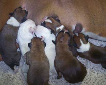 Nikki litter-day 1 low res