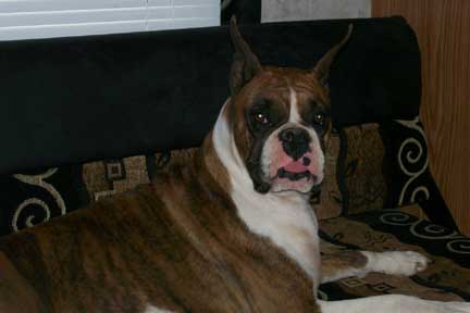 California Boxer Breeder-Ramsey