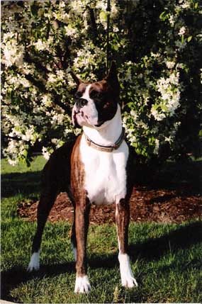California Boxer Breeder-Tee