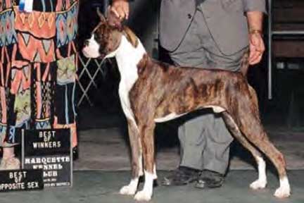 California Boxer Breeder-Tee