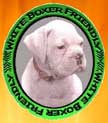 White Boxer copy