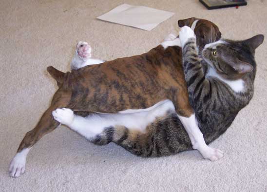 Wrestling w/Kitty